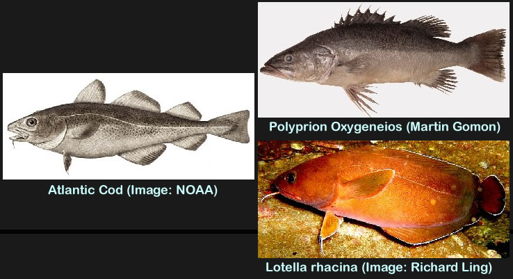 Cod Comparison Chart